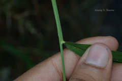 Setaria verticillata